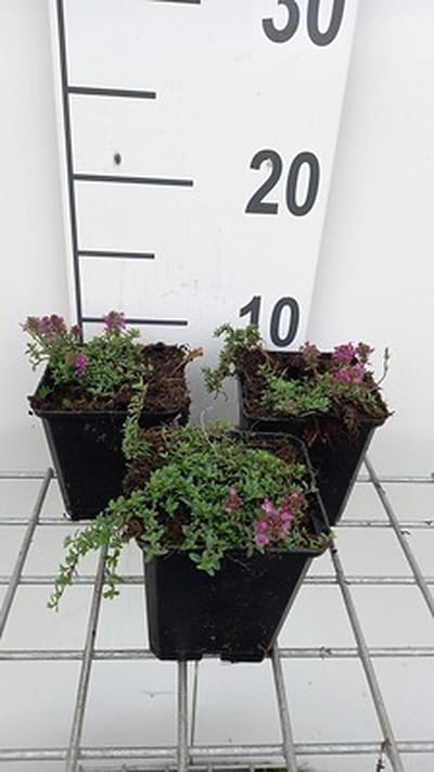 6x Kruiptijm - Thymus praecox 'Red Carpet' | 9x9 cm pot