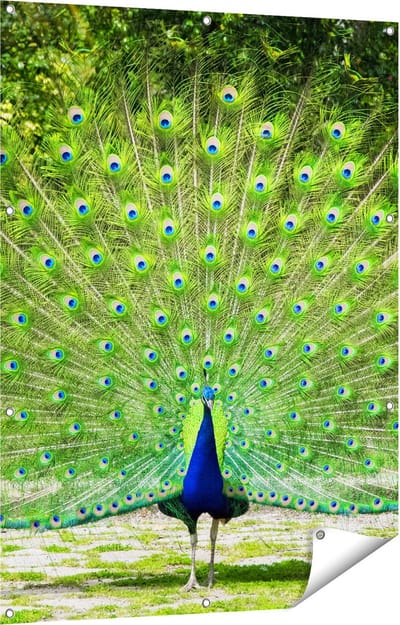 Gards Tuinposter Pauw met Grote Kleurrijke Veren - 90x120 cm - Tuindoek - Tuindecoratie - Wanddecoratie buiten - Tuinschilderij
