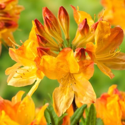 Plants Online BV - Planten - Tuinplanten - Heesters - Set van 1 - Rhododendron (AM) 'Hortulanus H. Witte'