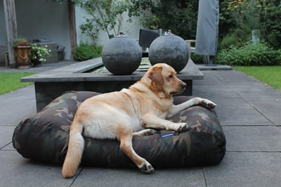 Dog's Companion Hondenkussen / Hondenbed - XS - 55 x 45 cm - Army Polyester/Katoen