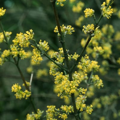 Plants Online BV - Planten - Set van 1 - Gele Kornoelje
