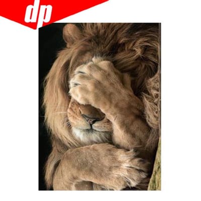 Dierlijke tijger diamant borduurwerk 5D DIY diamant schilderij kruissteek foto volledige ronde diamant 20X30 black