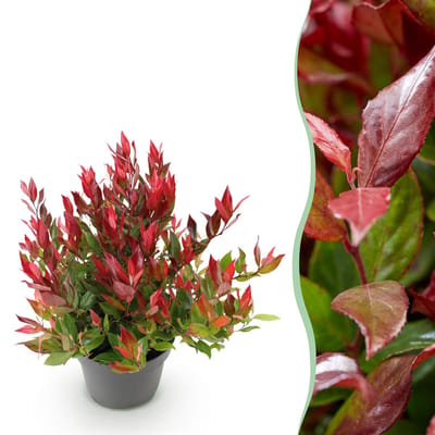 Plantenboetiek.nl | Leucothoe Little Flame - Rood - Groenblijvend - Weinig Onderhoud - Ø17cm - 30-40cm hoog - Tuinplant
