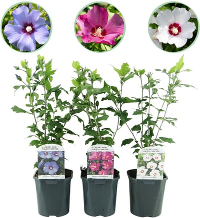 Plantenboetiek.nl | Hibiscus syriacus Tricolour - Bloem Roze, Wit en Blauw - 3 Planten - Bladverliezend - Weinig Onderhoud - Ø18cm - 35-45cm hoog - Tuinplant