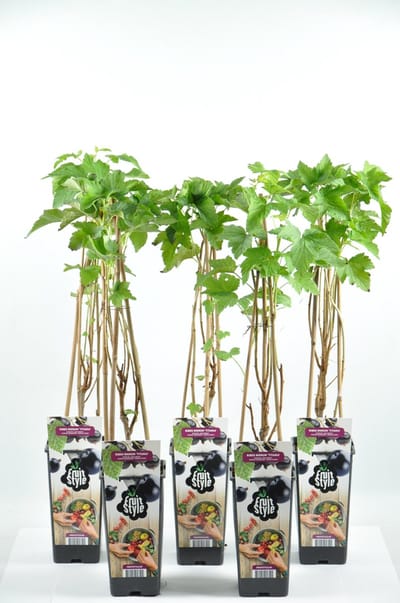 Fruitplanten - set van 5 - Ribes nigrum 'Titania' - Zwarte Bes - hoogte 30-40 cm