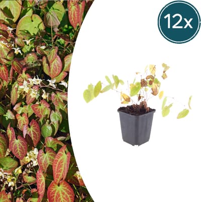 Tuinplantenshop.com | Epimedium y. 'Niveum' | 12 stuks - Ø9cm - 10-25cm hoog - Tuinplant