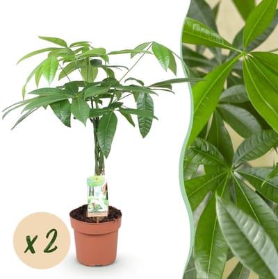 Green BoutiQ - Kamerplanten - Pachira Aquatica gevlochten stam - Geldboom - Weinig onderhoud - Groen - 2 Planten - Pot 17cm - Hoogte 60-70cm
