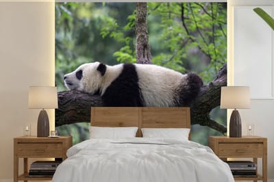 Behang - Fotobehang Panda - Boom - Dieren - Natuur - Breedte 220 cm x hoogte 220 cm