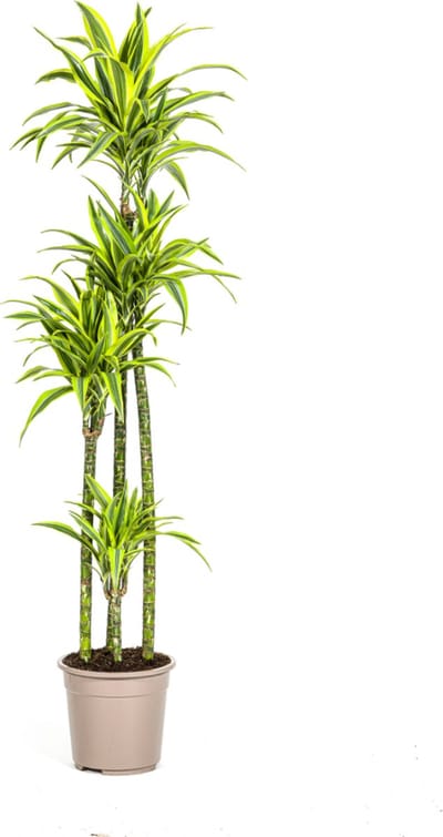 Plantenboetiek.nl | Dracaena Deremensis Lemon Lime - Ø27cm - 170-190cm hoog - Kamerplant - Groenblijvend