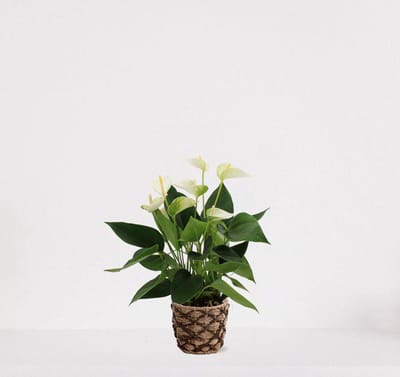 Anthurium Wit in siermand Mandy – bloeiende kamerplant – flamingoplant – 40-50cm - Ø13 – geleverd met plantenpot – vers uit de kwekerij