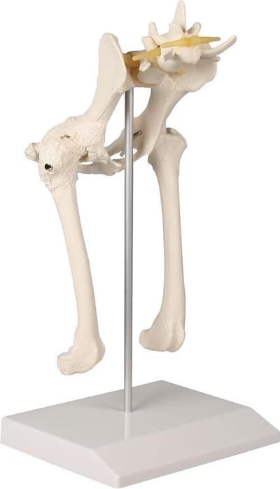 Anatomie model heup en bekken hond, 18x14x28 cm