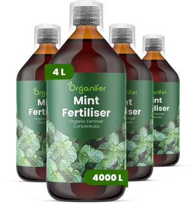 Vloeibare Meststof Voor Munt 4X1 L Voor 4000 L - Npk 2-1-8 - Ondersteunt Krachtige Scheutgroei En Dichte Bladontwikkeling - Verhoogt De Concentratie Etherische Olie Voor Een Sterkere Geur - Geschikt Voor Alle Muntsoorten - Organifer