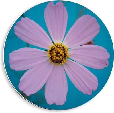 KuijsFotoprint - Schilderij - Fleurige Bloem - Blauw En Roze - 40 X 40 Cm