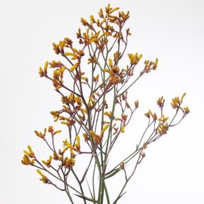 20x Anigoz.gold fever 80cm