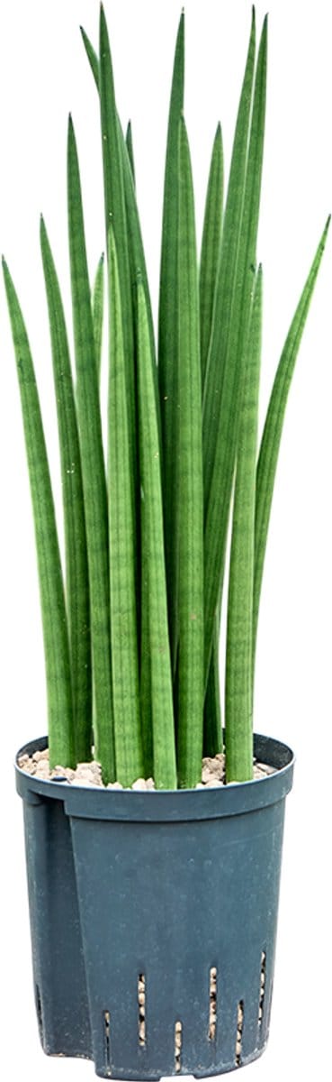 JUNAVERA Sansevieria cylindrica | Terrarium en kamerplant | 12 cm pot | ca. 39 cm hoog bij levering