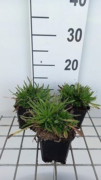 6x Jasione - Jasione laevis 'Blaulicht' | 9x9 cm pot