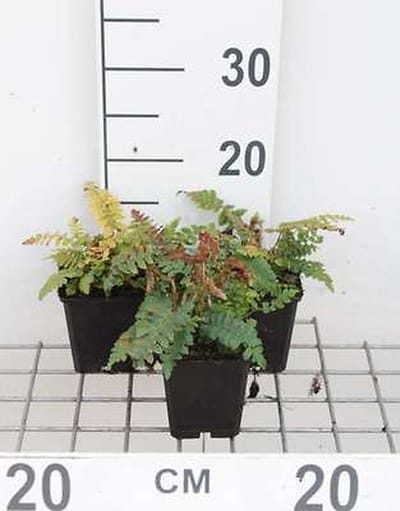 6x Hulstvaren , Glansschildvaren , - Polystichum polyblepharum | 9x9 cm pot