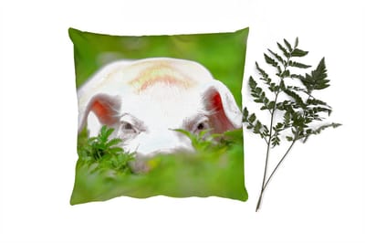 Sierkussens - Kussentjes Woonkamer - 45x45 cm - Varken - Dieren - Big