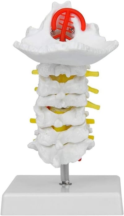 Cervicale Wervelkolom Model met Carotis Arterie, Anatomisch Model voor Wetenschappelijk Onderzoek en Educatie in de Anatomie