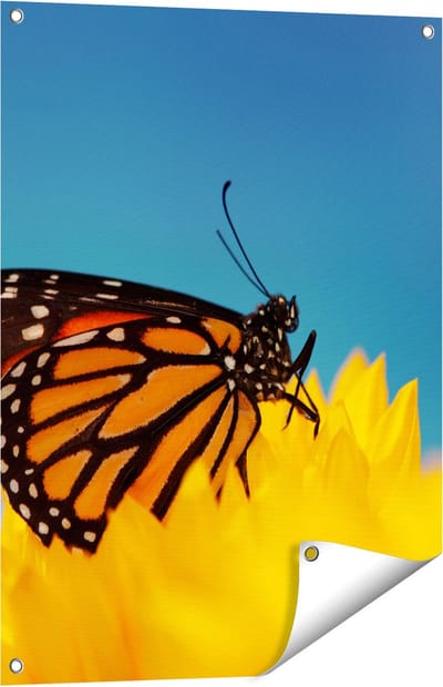 Gards Tuinposter Oranje Vlinder bij een Zonnebloem - 60x80 cm - Tuindoek - Tuindecoratie - Wanddecoratie buiten - Tuinschilderij