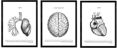 Anatomie Posters Set - Lichaam Posters - Biologie Leren - Vintage Zwart-Wit Stijl - A4 Formaat - Zwart-Wit