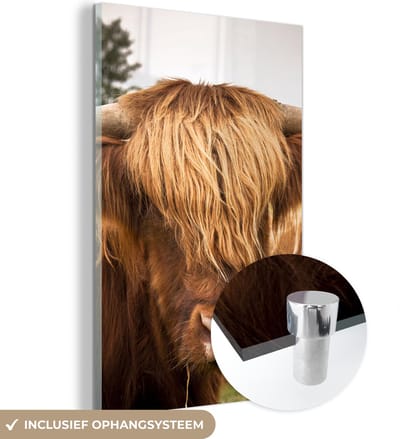 MuchoWow® Glasschilderij 120x180 cm - Schilderij acrylglas - Schotse Hooglanders - Bruin - Gras - Foto op glas - Schilderijen
