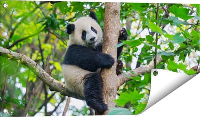 Gards Tuinposter Panda in de Bomen - 80x40 cm - Tuindoek - Tuindecoratie - Wanddecoratie buiten - Tuinschilderij