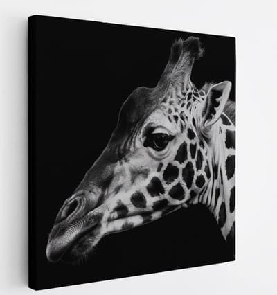 Saammp Canvas Schilderij - Giraffe - Natuur - Dieren - 20x20 - Foto op canvas - Wanddecoratie - Muurdecoratie Woonkamer - Slaapkamer decoratie - Canvas Print