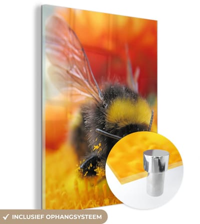 ® Glasschilderij 120x160 cm - Schilderij acrylglas - Close-up van een hongerige Hommel op een oranje bloem - Foto op glas - Muurdecoratie woonkamer - Wanddecoratie slaapkamer - Schilderijen