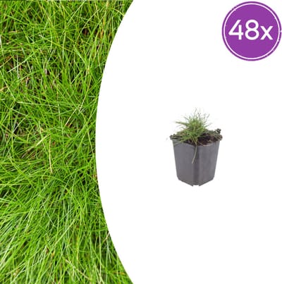 Tuinplantenshop.com | Festuca gautieri | 48 stuks - Ø9cm - 10-25cm hoog - Tuinplant