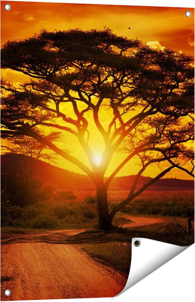 Gards Tuinposter Zonsondergang Achter een Savanne Boom - 60x80 cm - Tuindoek - Tuindecoratie - Wanddecoratie buiten - Tuinschilderij