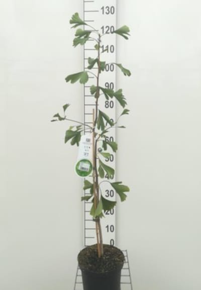 Ginkgo biloba – Japanse Notenboom 50–60 cm in pot – Levend fossiel met gouden herfstkleur