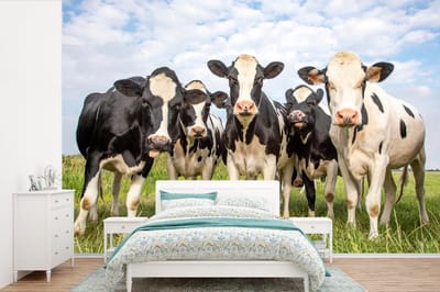 Behang - Fotobehang Koeien - Weiland - Dieren - Natuur - Gras - Breedte 330 cm x hoogte 220 cm