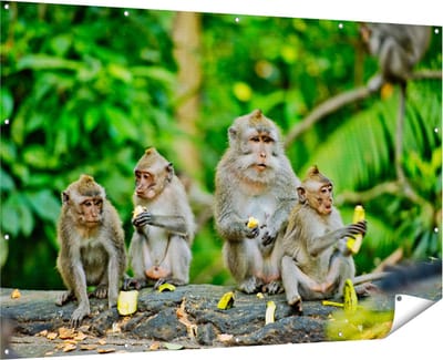 Gards Tuinposter Groep Apen Eten Bananen in het Bos - 180x120 cm - Tuindoek - Tuindecoratie - Wanddecoratie buiten - Tuinschilderij