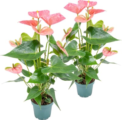 Bloomique - Set van 2 - Flamingoplant - Roze - Kamerplanten - Luchtzuiverend - Hoogte 30-40 cm - Pot 12 cm