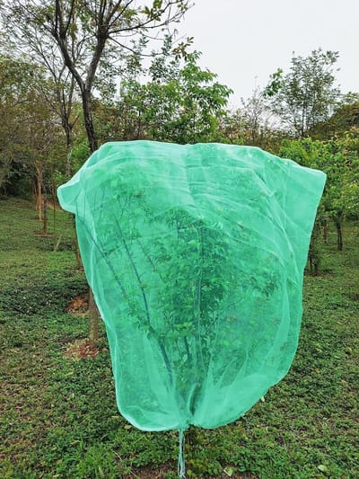 Insecten- en Vogelscherm voor Fruitbomen, 180 cm x 180 cm, Bescherming van Bloemen en Vruchten tegen Plagen en Schade