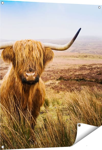Gards Tuinposter Schotse Hooglander Koe in het Veld - 80x100 cm - Tuindoek - Tuindecoratie - Wanddecoratie buiten - Tuinschilderij