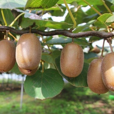 12 x Zelfbestuivende Kiwiplant Jenny - Winterharde Klimplant en Fruitplant - Actinidia deliciosa 'Jenny' in C2(liter) pot met hoogte 50-60cm