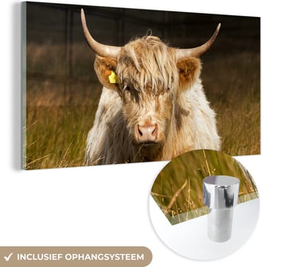 MuchoWow® Glasschilderij 40x20 cm - Schilderij acrylglas - Schotse Hooglander - Licht - Gras - Dieren - Foto op glas - Schilderijen