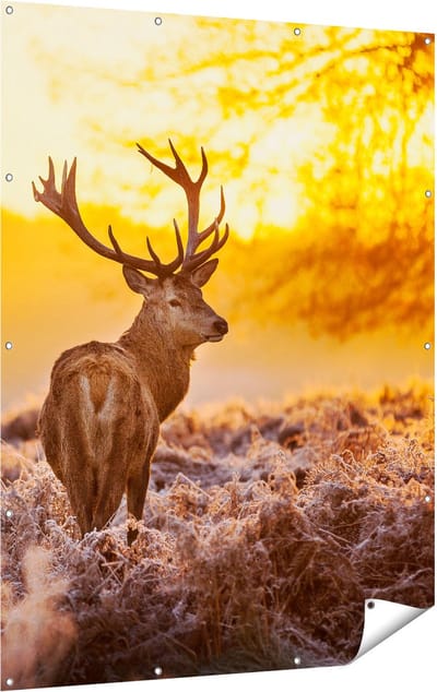 Gards Tuinposter Hert in Bos tijdens de Zonsopkomst - 120x160 cm - Tuindoek - Tuindecoratie - Wanddecoratie buiten - Tuinschilderij