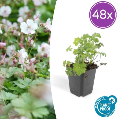 Trendyplants - Geranium cantabrigiense 'Biokovo' - 48 stuks - Ooievaarsbek - Winterhard - Hoogte 10-30 cm - Potmaat Ø9cm