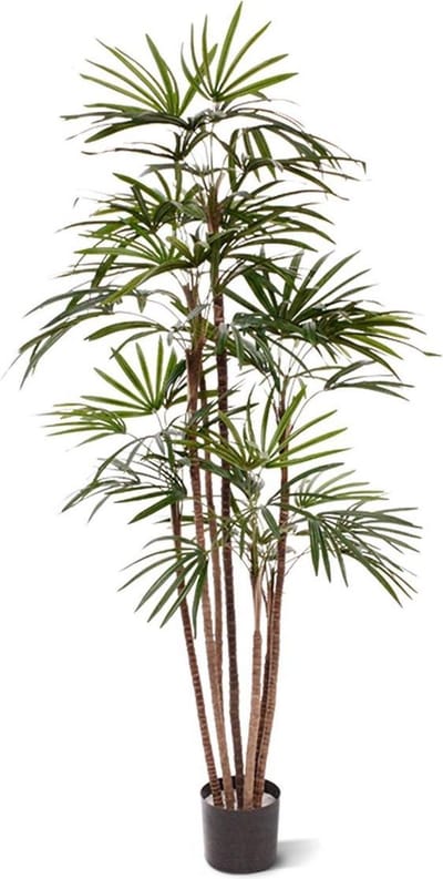 Raphis kunstpalm Promo 170cm