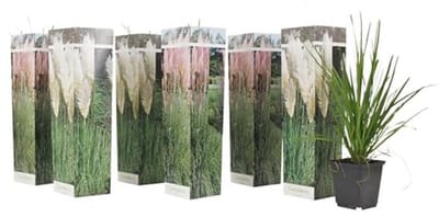 Mix van 6 Pampasgras Planten - Witte en Roze Varieteit - Pot 9 cm - Hoogte 25-40 cm