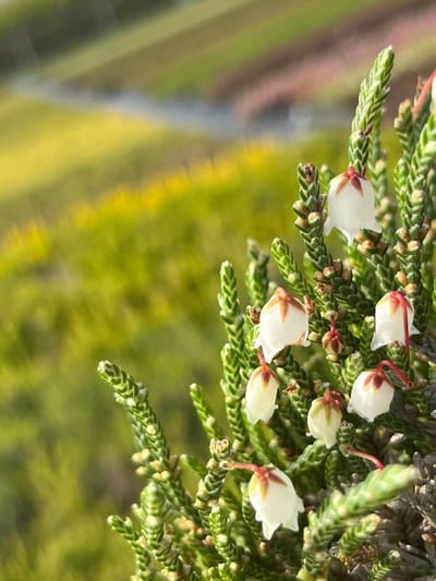 Siberische heide - Cassiope 'Bearsden' - 10 Stuks - P9.5