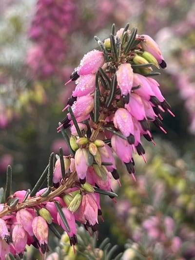 Winterheide Roze - 10 Stuks - Erica darleyensis 'Spring Surprise' - P9.5