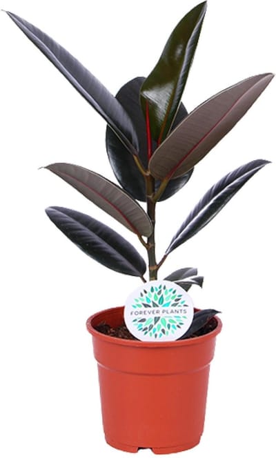 Plantenboetiek.nl | Ficus Elastica Abidjan - Ø17cm - 45-55cm hoog - Kamerplant - Groenblijvend