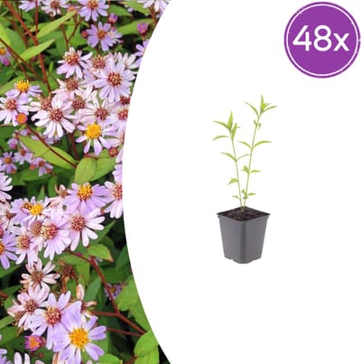 Tuinplantenshop.com | Kalimeris incisa 'Blue Star' | 48 stuks - Ø9cm - 10-25cm hoog - Tuinplant