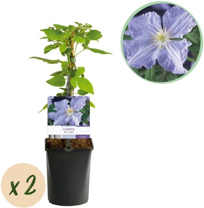Plantenboetiek.nl | Klimplant - Clematis Blue Angel - Bloem Licht Blauw - Weinig onderhoud -2 planten - Pot 11cmcm - Ø10cm - 30-40cm hoog - Tuinplant