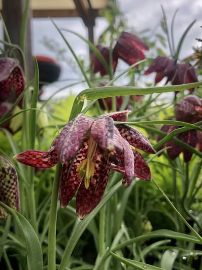 Fritillaria meleagris