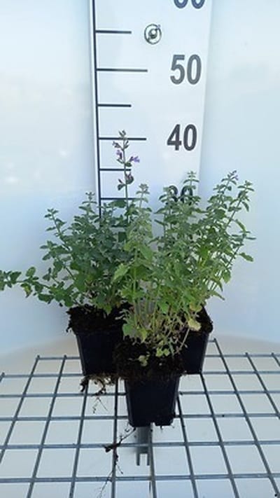 6x Kattekruid - Nepeta faas. 'Dropmore' | 9x9 cm pot
